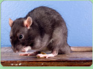 rat control Cheadle Hulme